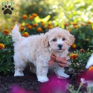 Benji, Havapoo Puppy